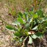 Limonium bellidifolium Plumbaginaceae Limonium à feuilles de pâq