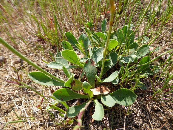 Limonium bellidifolium Plumbaginaceae Limonium à feuilles de pâq
