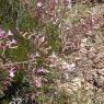 Limonium densissimum