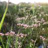 Limonium narbonense