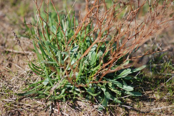 Limonium virgatum (Willd.) Fourr. Plumbaginaceae - Saladelle