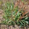 Limonium virgatum