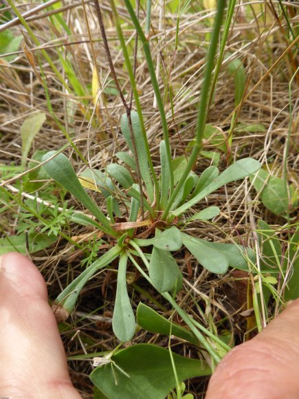 Limonium virgatum (Willd.) Fourr. Plumbaginaceae Limonium en bag