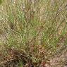 Limonium virgatum (Willd.) Fourr. Plumbaginaceae Limonium en bag