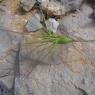 Aegilops geniculata Roth Poaceae - Egilope ovale