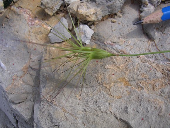 Aegilops geniculata Roth Poaceae - Egilope ovale