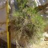 Brachypodium retusum (Pers.) P. Beauv Poaceae - Brachypode rameu