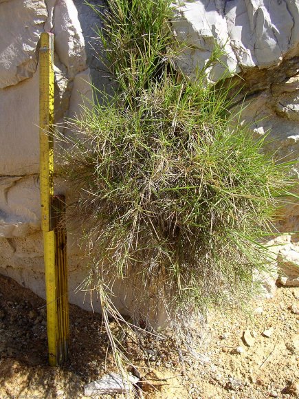 Brachypodium retusum (Pers.) P. Beauv Poaceae - Brachypode rameu