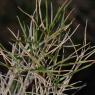 Brachypodium retusum (Pers.) P. Beauv Poaceae - Brachypode rameu