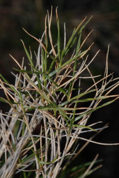 Brachypodium retusum (Pers.) P. Beauv Poaceae - Brachypode rameu
