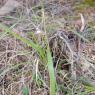 Brachypodium rupestre (Host) Roem. & Schult. Poaceae - Brachypod