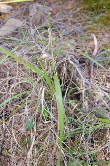 Brachypodium rupestre (Host) Roem. & Schult. Poaceae - Brachypod