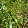 Brachypodium sylvaticum (Huds.) P.Beauv. 
Brachypode des bois Po