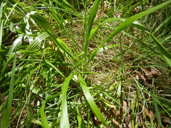 Brachypodium sylvaticum (Huds.) P.Beauv. 
Brachypode des bois Po