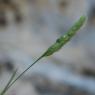 Dactylis glomerata L.  Poaceae - Dactyle