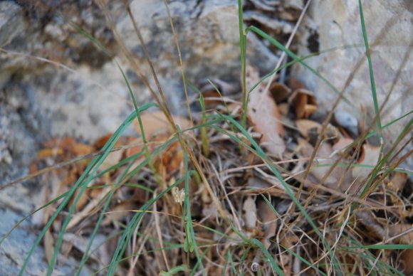 Dactylis glomerata L.  Poaceae - Dactyle