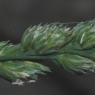 Dactylis glomerata L.  Poaceae - Dactyle