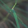 Dactylis glomerata L.  Poaceae - Dactyle