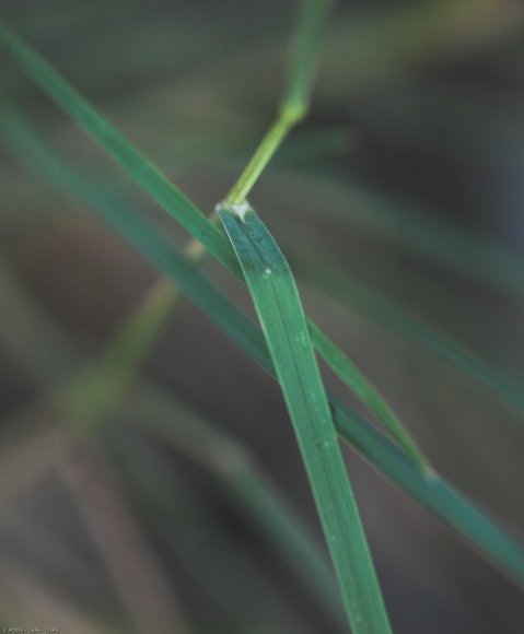 Dactylis glomerata L.  Poaceae - Dactyle