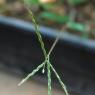 Digitaria sanguinalis (L.) Scop. Poaceae - Digitaire sanguine