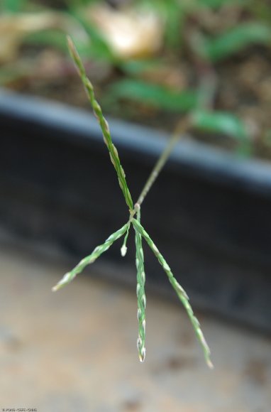 Digitaria sanguinalis (L.) Scop. Poaceae - Digitaire sanguine