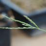 Digitaria sanguinalis (L.) Scop. Poaceae - Digitaire sanguine