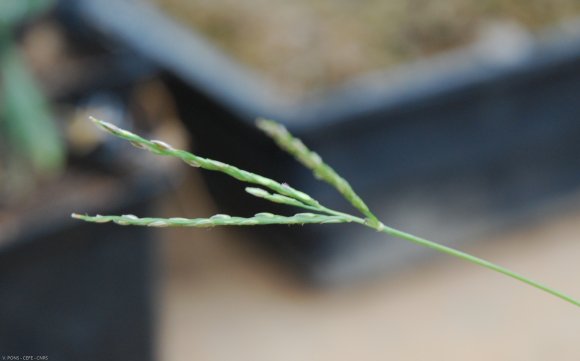 Digitaria sanguinalis (L.) Scop. Poaceae - Digitaire sanguine