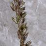 Melica ciliata L. Poaceae - 
Mélique ciliée