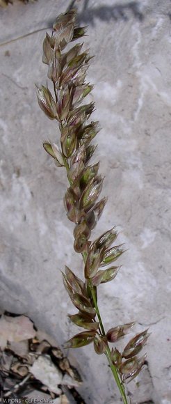 Melica ciliata L. Poaceae - 
Mélique ciliée