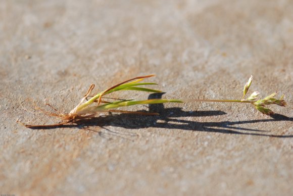 Poa annua L. Poaceae - Pâturin annuel