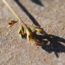 Poa annua L. Poaceae - Pâturin annuel