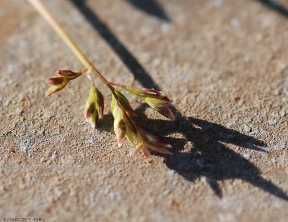 Poa annua L. Poaceae - Pâturin annuel