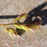 Poa annua L. Poaceae - Pâturin annuel