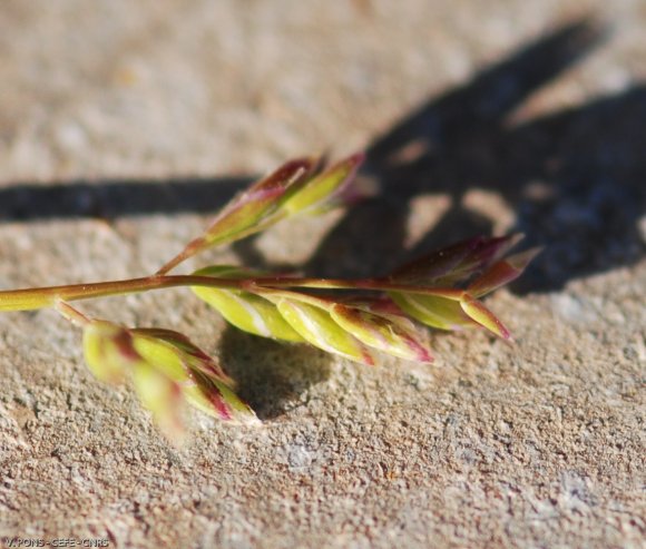 Poa annua L. Poaceae - Pâturin annuel