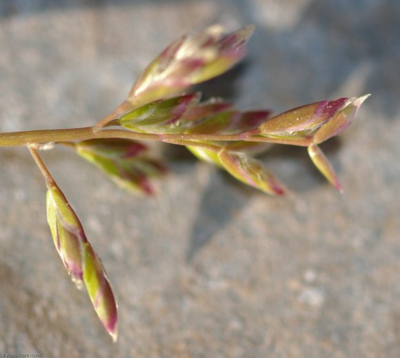 Poa annua L. Poaceae - Pâturin annuel