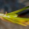 Poa annua L. Poaceae - Pâturin annuel