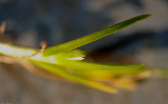 Poa annua L. Poaceae - Pâturin annuel