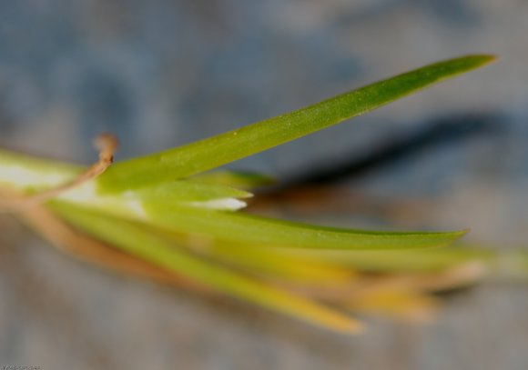 Poa annua L. Poaceae - Pâturin annuel