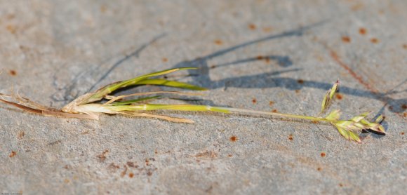 Poa annua L. Poaceae - Pâturin annuel