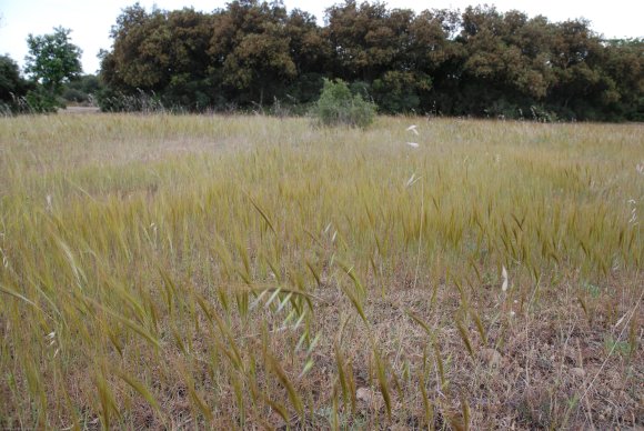 Stipella capensis (Thunb.) Röser & Hamasha Poaceae - Stipe du Ca