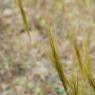 Stipella capensis (Thunb.) Röser & Hamasha Poaceae - Stipe du Ca