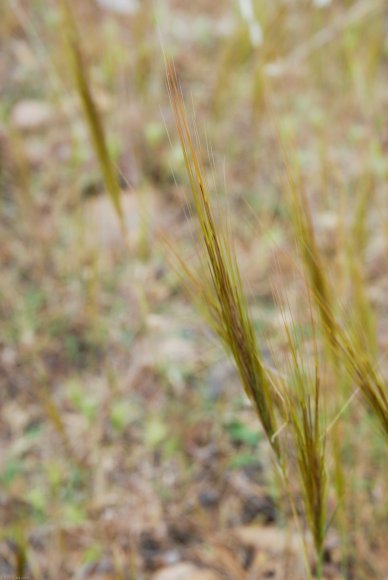 Stipella capensis (Thunb.) Röser & Hamasha Poaceae - Stipe du Ca