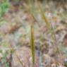 Stipella capensis (Thunb.) Röser & Hamasha Poaceae - Stipe du Ca