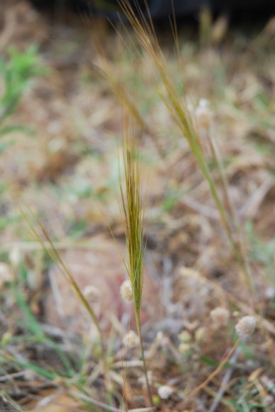 Stipella capensis (Thunb.) Röser & Hamasha Poaceae - Stipe du Ca