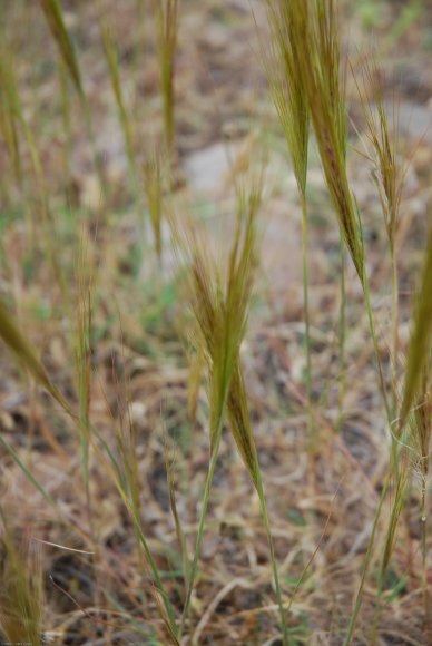 Stipella capensis (Thunb.) Röser & Hamasha Poaceae - Stipe du Ca