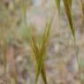 Stipella capensis (Thunb.) Röser & Hamasha Poaceae - Stipe du Ca