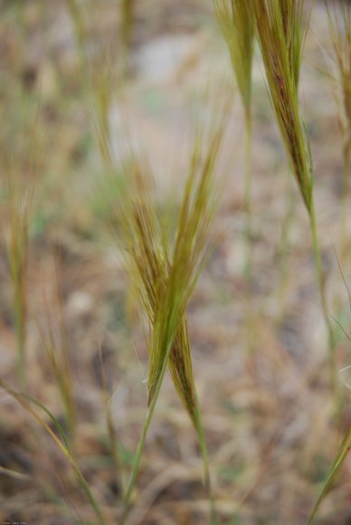 Stipella capensis (Thunb.) Röser & Hamasha Poaceae - Stipe du Ca