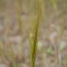 Stipella capensis (Thunb.) Röser & Hamasha Poaceae - Stipe du Ca