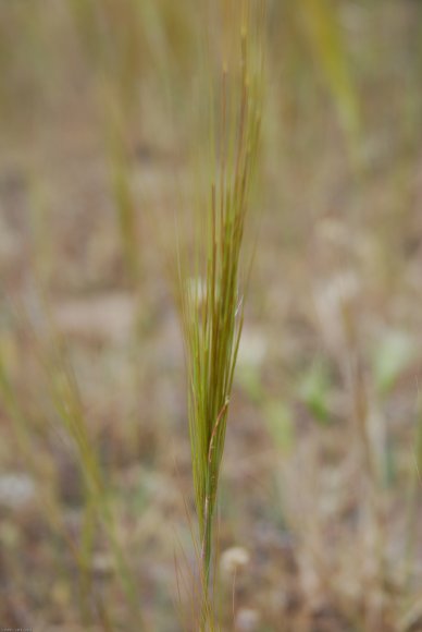 Stipella capensis (Thunb.) Röser & Hamasha Poaceae - Stipe du Ca