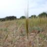 Stipella capensis (Thunb.) Röser & Hamasha Poaceae - Stipe du Ca